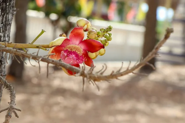 Couroupita Guianensis Aubl Flower Blooming — Stock Photo, Image