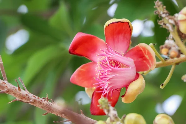 Couroupita Guianensis Aubl Flower Blooming — Stock Photo, Image