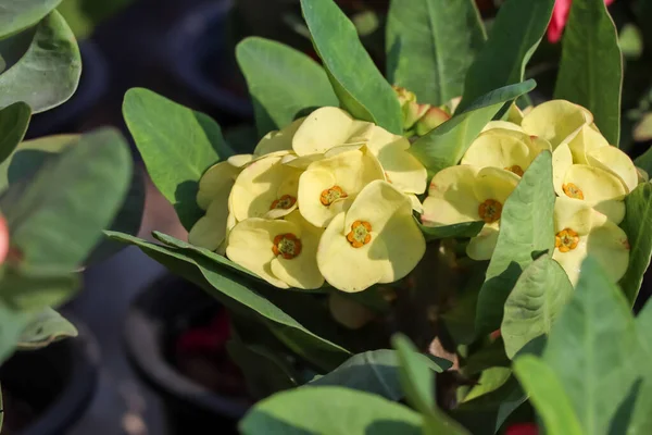 Euphorbia milii Desmoul çiçeği açıyor