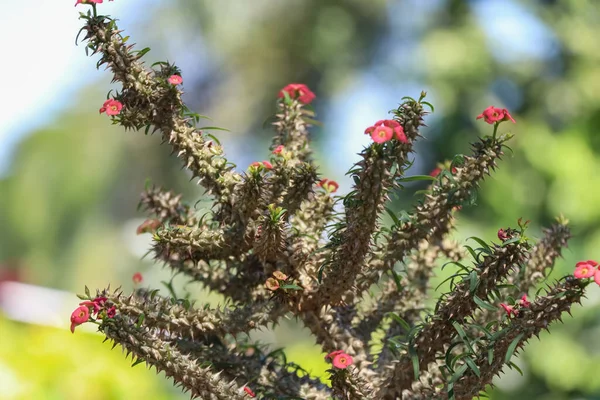 ユーフォルビアミリイデズムールの花が咲いています — ストック写真