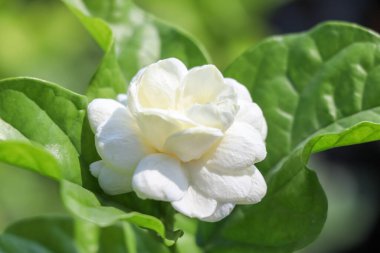 Jasminum sambac çiçeği açıyor ve yeşil yaprak 
