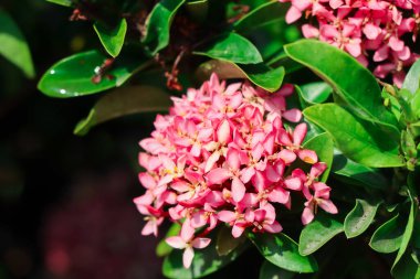 Ixora chinensis Lamk çiçeği açıyor