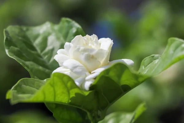 Jasminum Sambac Fiore Sono Fiore Foglia Verde — Foto Stock