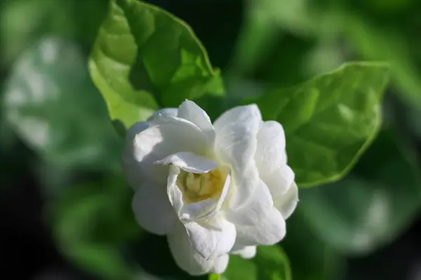 Jasminum Sambac Fiore Sono Fiore Foglia Verde — Foto Stock