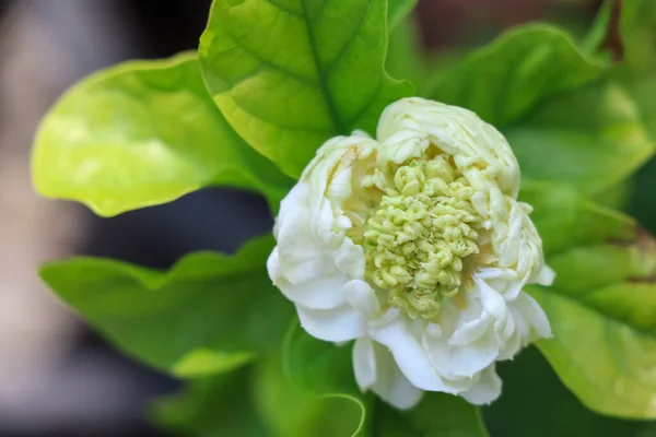 Jasminum Sambac Fiore Sono Fiore Foglia Verde — Foto Stock