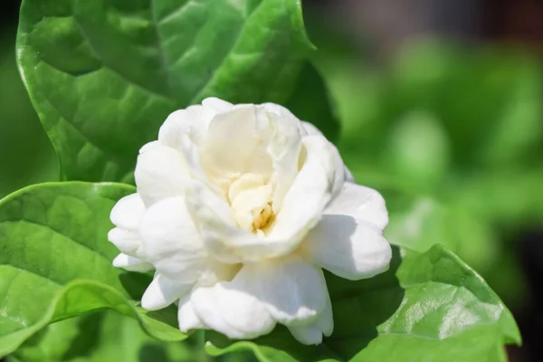 Jasminum Sambac Bloem Bloeien Groen Blad — Stockfoto