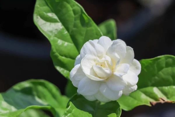 ジャスミンの花は咲き 緑色の葉をしています — ストック写真