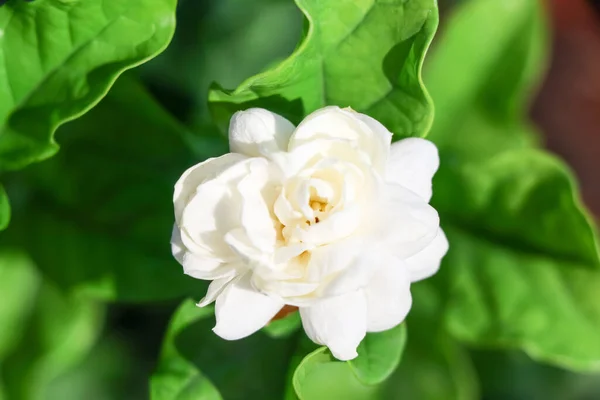 Jasminum sambac çiçeği açıyor ve yeşil yaprak 