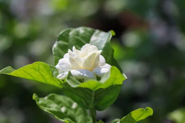 Jasminum Sambac Bloem Bloeien Groen Blad — Stockfoto