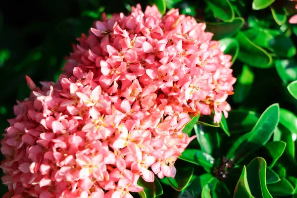 Ixora Chinensis Lamk Flower Blooming — Stock fotografie