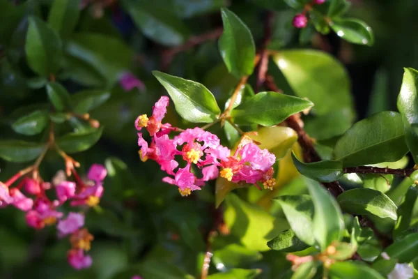 Malpighia Emarginata Flor Estão Florescendo Jardim Folha Verde — Fotografia de Stock