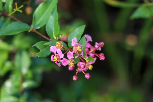 庭にはマルピヒアエマルギータの花が咲き 緑の葉を咲かせます — ストック写真