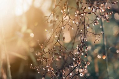 Yaprakların üzerindeki su damlaları ve bokeh