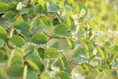 Yaprakların üzerindeki su damlaları ve bokeh