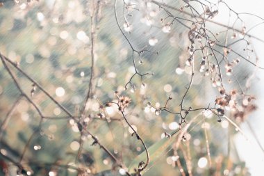 Yaprakların üzerindeki su damlaları ve bokeh