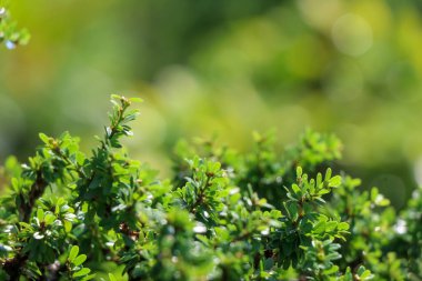Linh Sam bahçede ve yeşil yaprakta büyüyor.