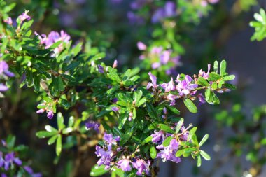Linh Sam bahçede ve yeşil yaprakta büyüyor.
