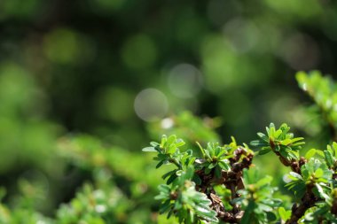 Linh Sam bahçede ve yeşil yaprakta büyüyor.