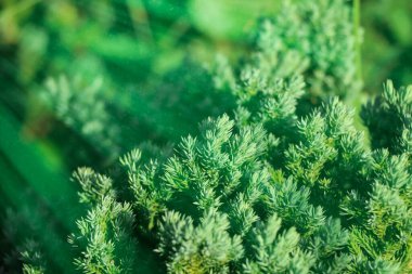 Sürünen yeşil yaprak ve ışık