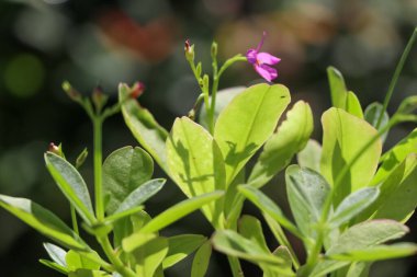 Talinum paniklemesi bahçede büyüyor.
