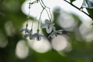 Vahşi su eriği çiçekleri sabah çiçek açıyor. 