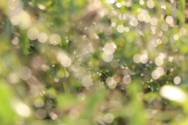 Wassertropfen Auf Blättern Und Bokeh — Stockfoto