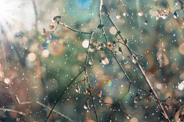 Wassertropfen Auf Blättern Und Bokeh — Stockfoto