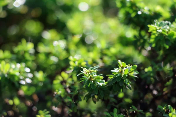 Linh Sam Stanno Crescendo Giardino Foglia Verde — Foto Stock