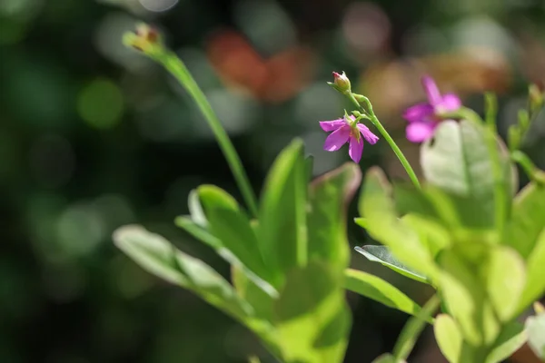 Talinum Paniculatum Estão Crescendo Jardim — Fotografia de Stock