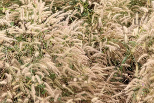 Grass Flowers Blooming Morning Day — Stock Photo, Image