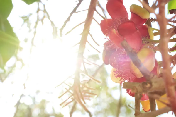 Couroupita Guianensis Aubl Blooming — Stock Photo, Image