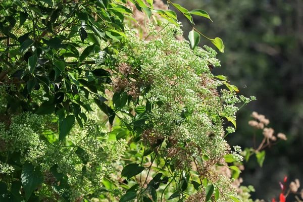 Микания Cordata Цветы Цветут Лесу Зеленый Лист — стоковое фото