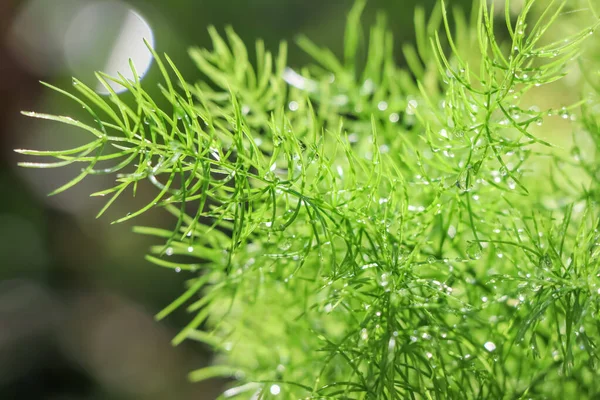 Helecho Espárragos Crecen Jardín Luz — Foto de Stock