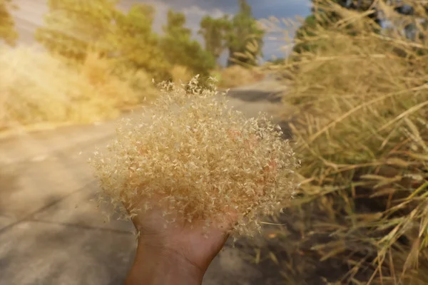 Grass Flowers Hand — Stock Photo, Image