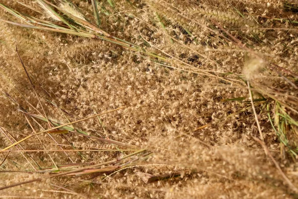 Fleurs Herbe Brune Tombent Sol — Photo