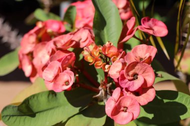 Bahçede Euphorbia milii Desmoul çiçeği açıyor.