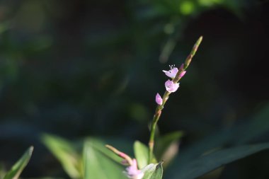 Vietnam kişniş çiçeği açıyor.