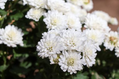 Çiçekçi Kasımpatı Bahçede çiçek açıyor