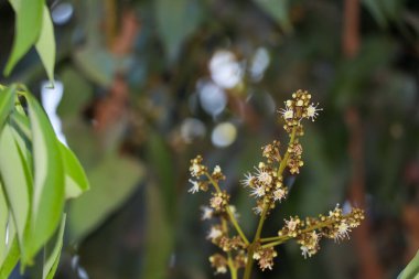 Dimocarpus Longan Ekşi çiçek açıyor