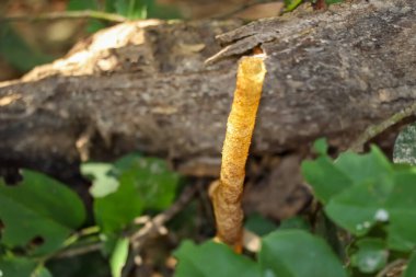 Trigona Laeviceps yiyecek için uçacak.