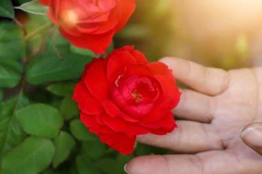 Gül çiçekleri her gün açıyor.