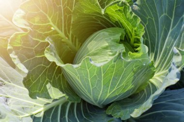 Brassica oleracea bahçede büyüyor.
