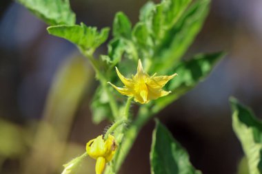 Domates büyüyor ve zehirli olmayan bitkiler