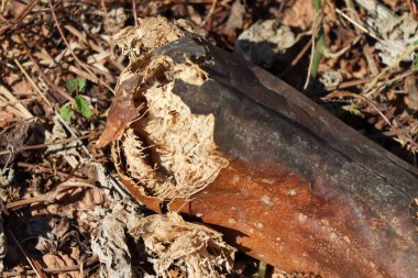 Luffa silindiri sıcak hava yüzünden ölüyor.
