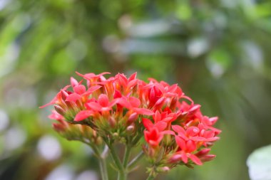 Kaktüsler bahçede büyüyor ve çiçekler açıyor. 