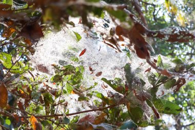 Ağaçlardaki örümcek ağı ve bir sürü