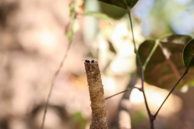 Trigona Laeviceps yiyecek için uçacak.