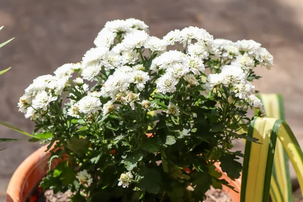 Floristería Flor Crisantemo Están Floreciendo Jardín — Foto de Stock