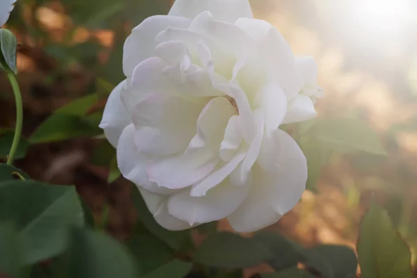バラの花が咲く日 — ストック写真