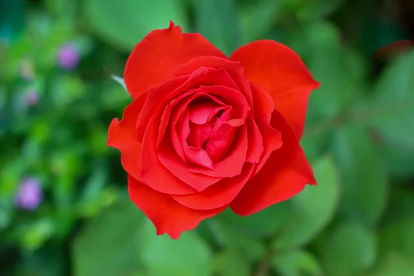 Flor Rosa Están Floreciendo Día — Foto de Stock